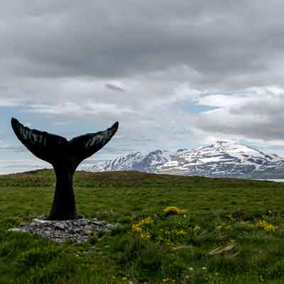 Tr&ouml;llskagi: Im Land der Wale